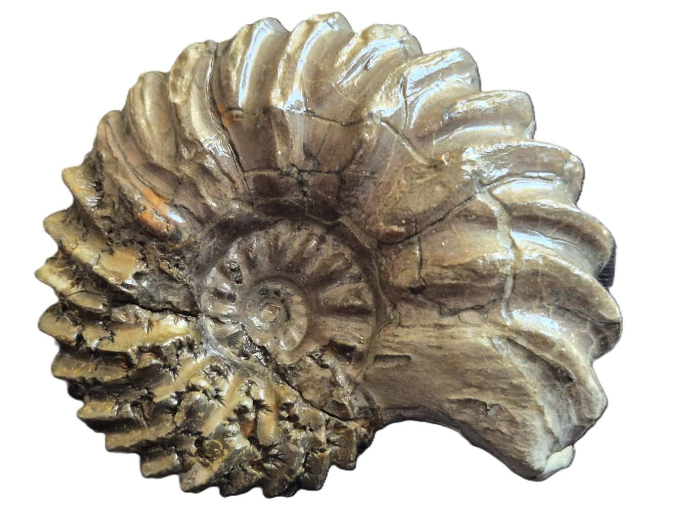 Hoplites dentatus2