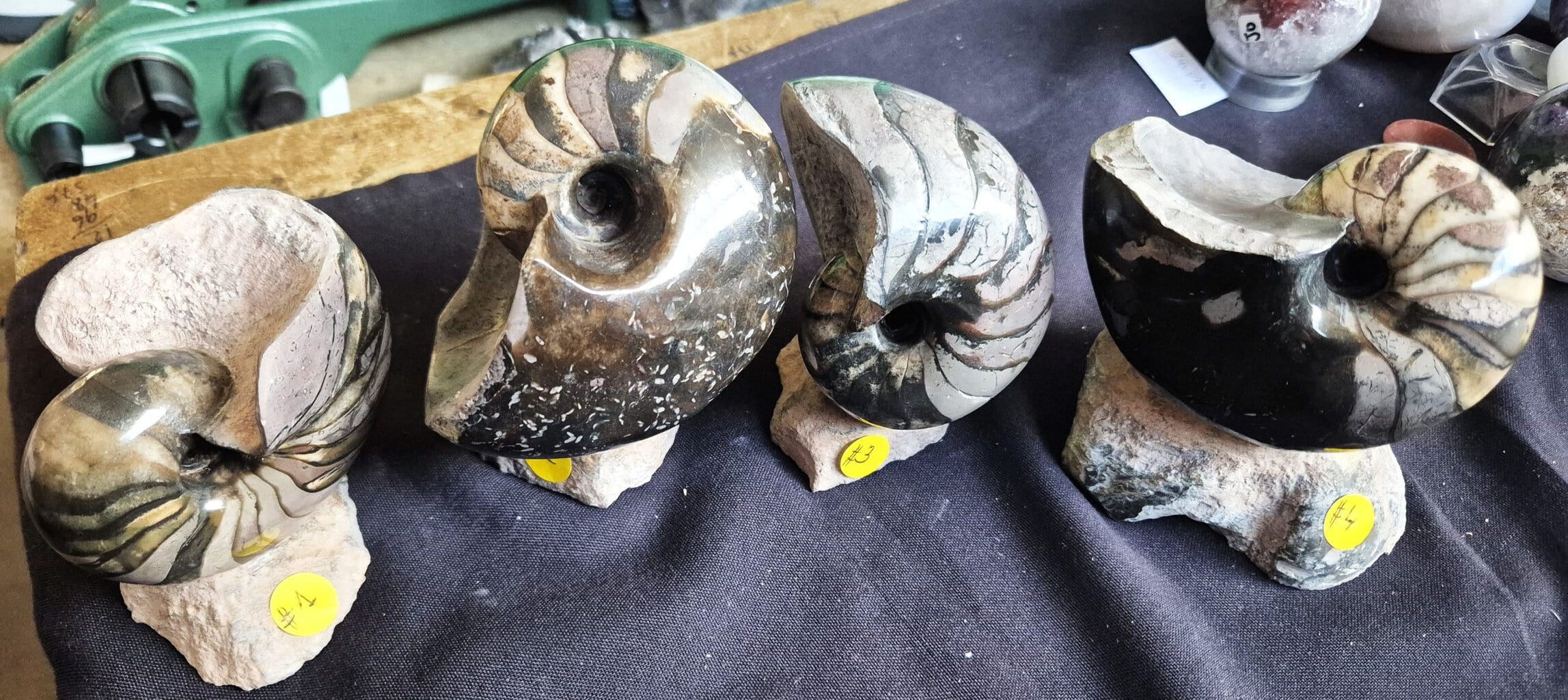 Nautile poli1 – Image 3