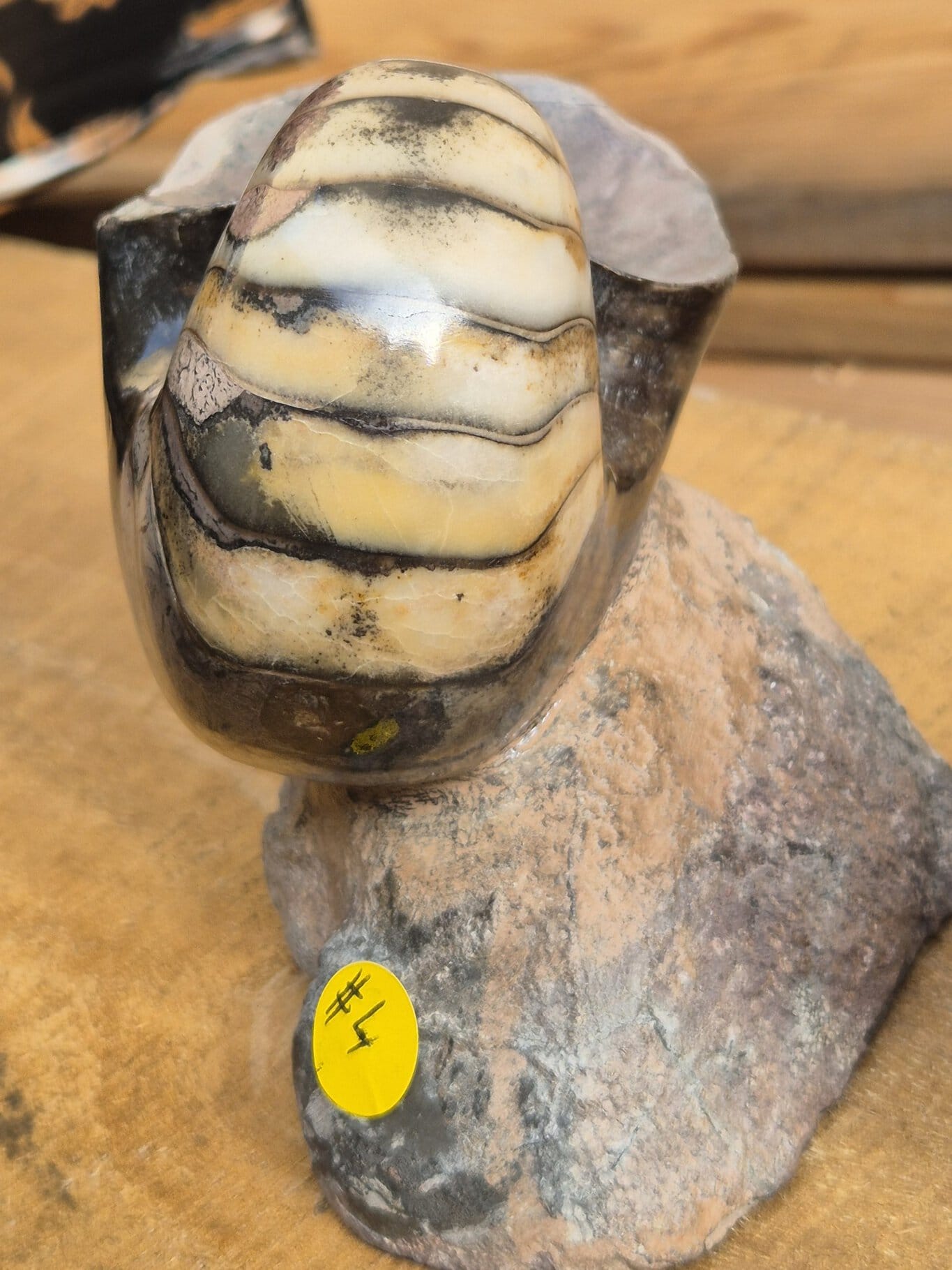Nautile poli4 – Image 4