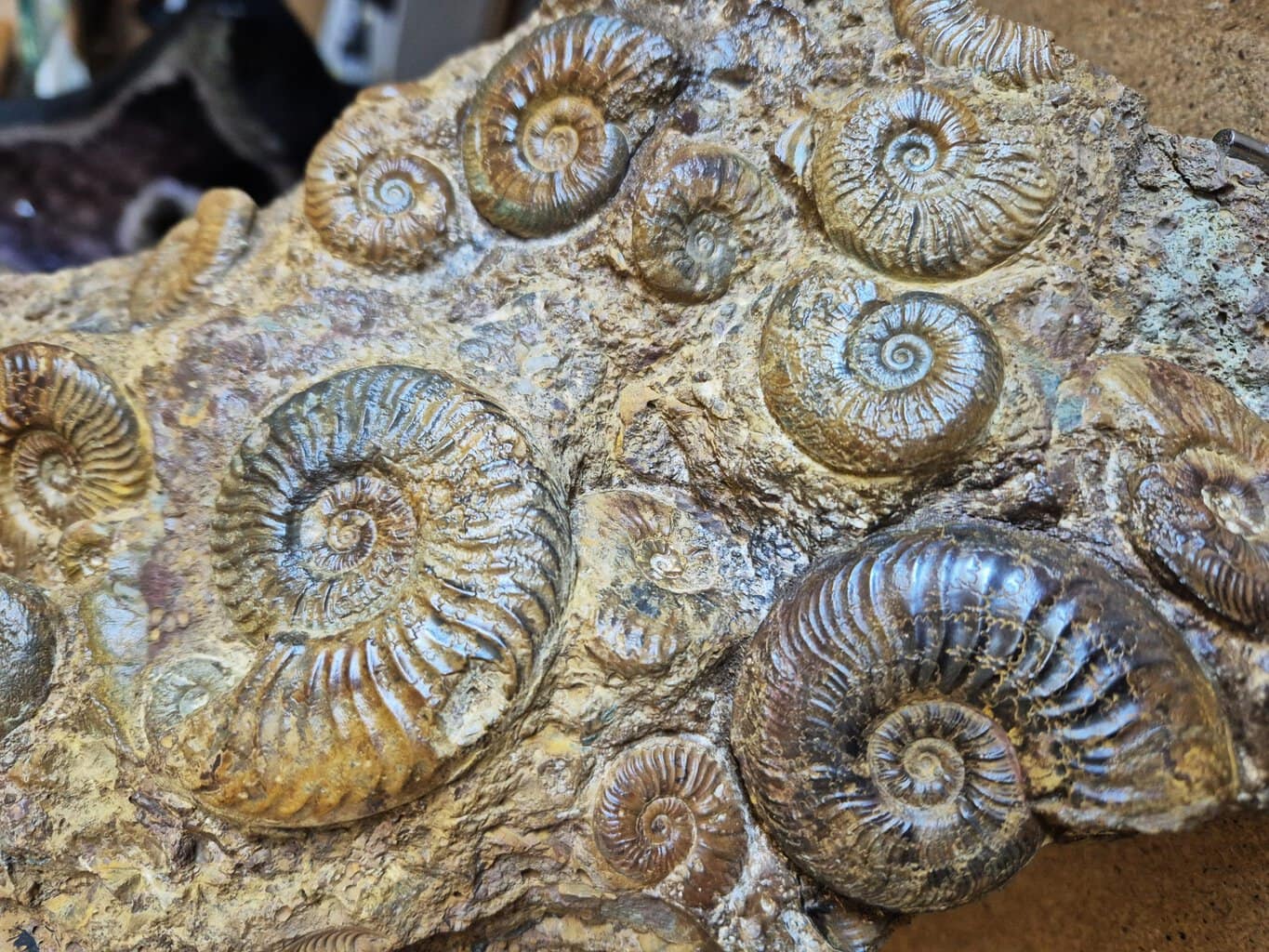 Pleydellia Verpillière