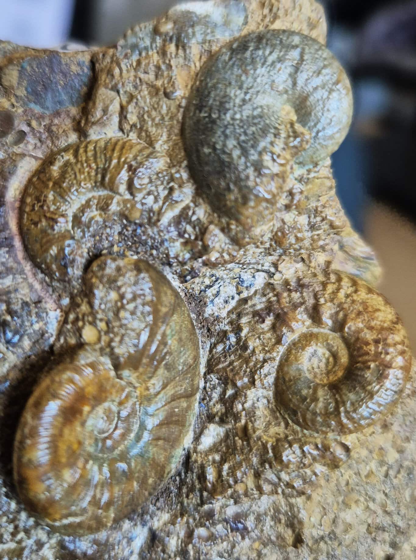 phylloceras