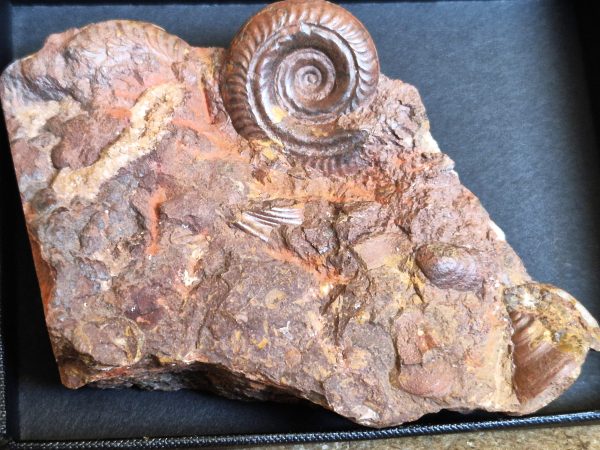 Hildoceras Verpillière
