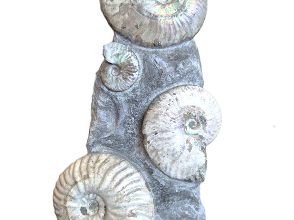 Cléoniceras nacrées