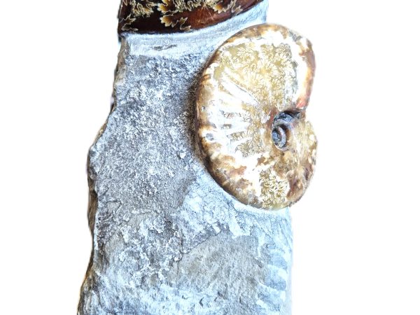 Cléoniceras polies