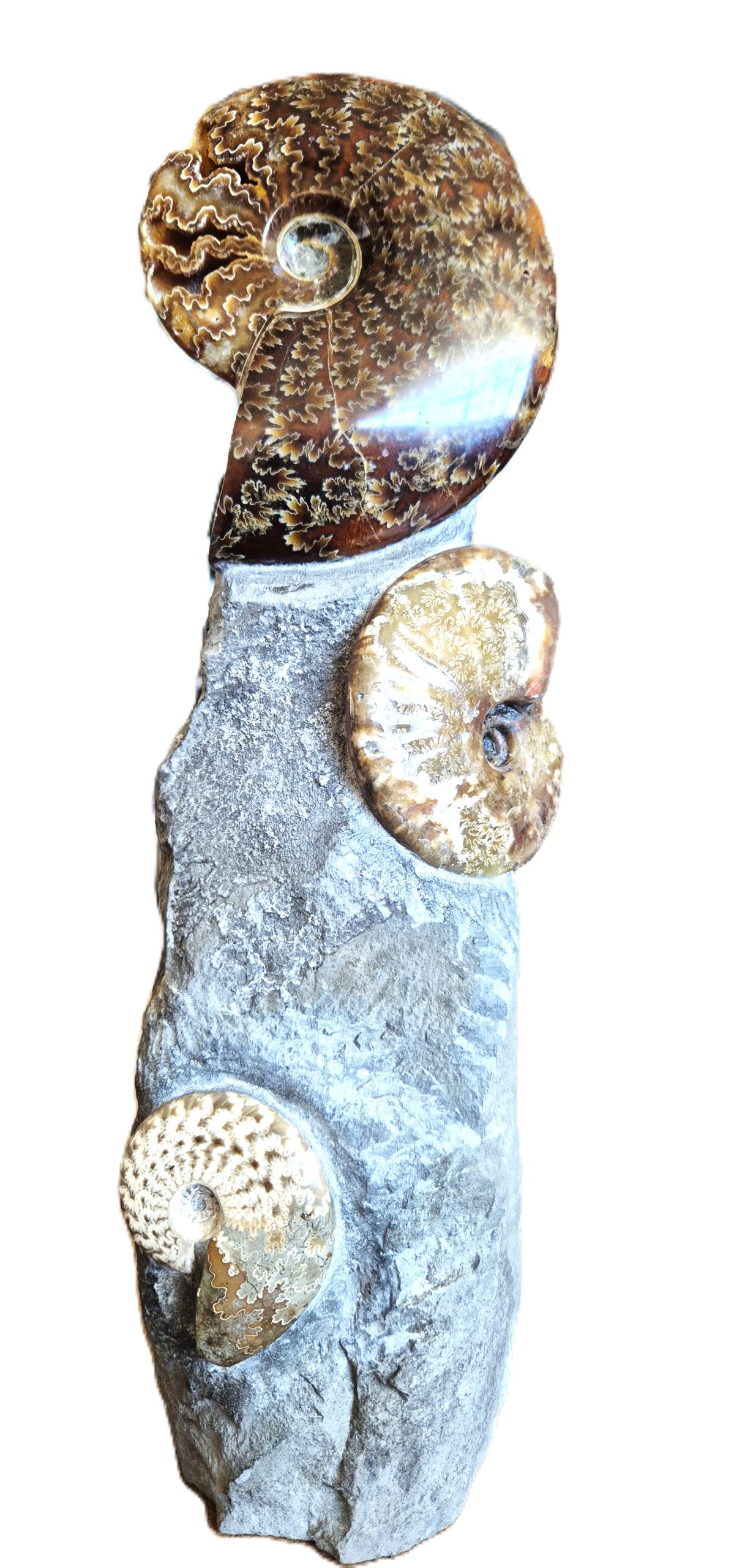 Cléoniceras polies