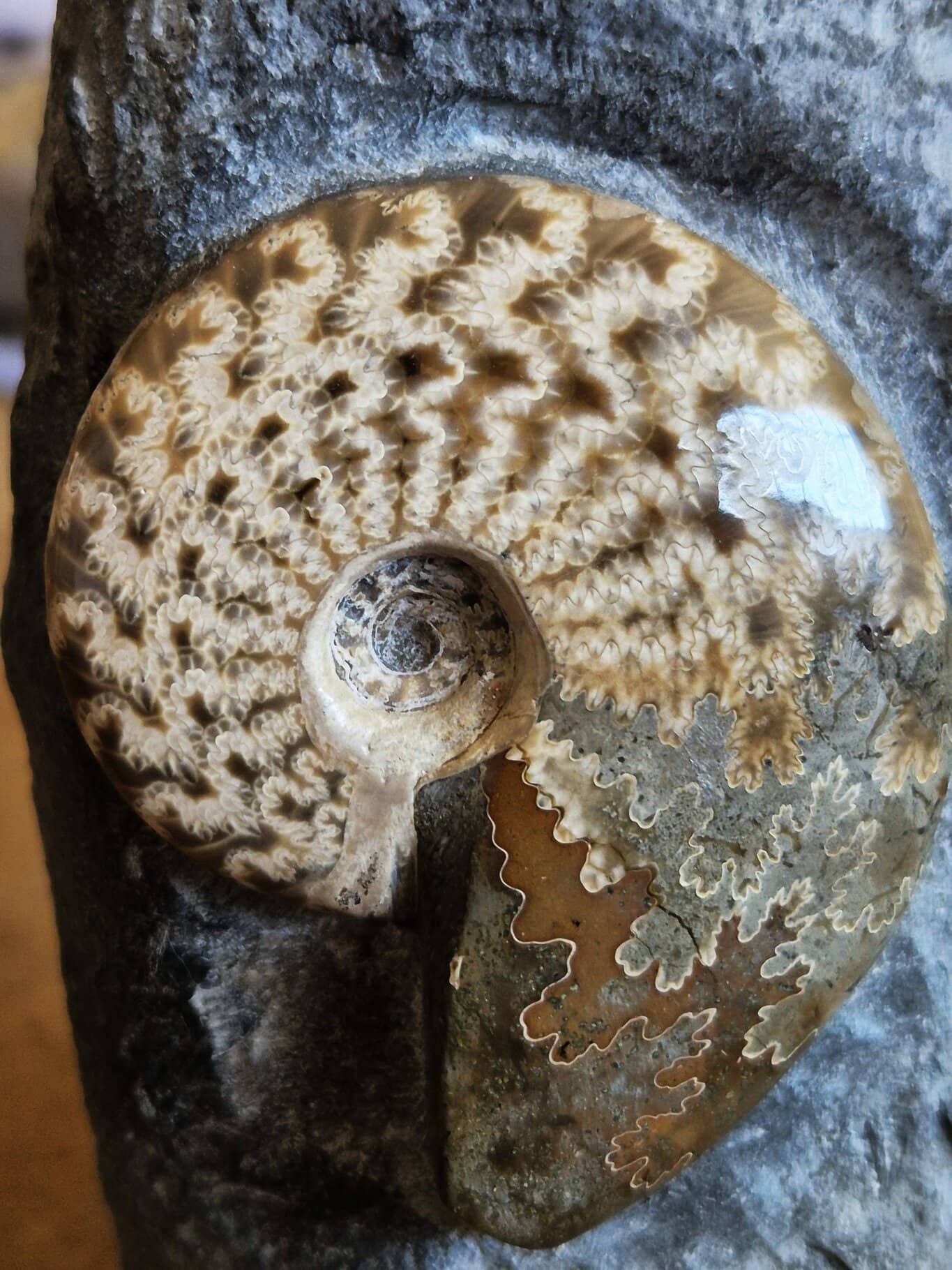 Cléoniceras polies1 – Image 3