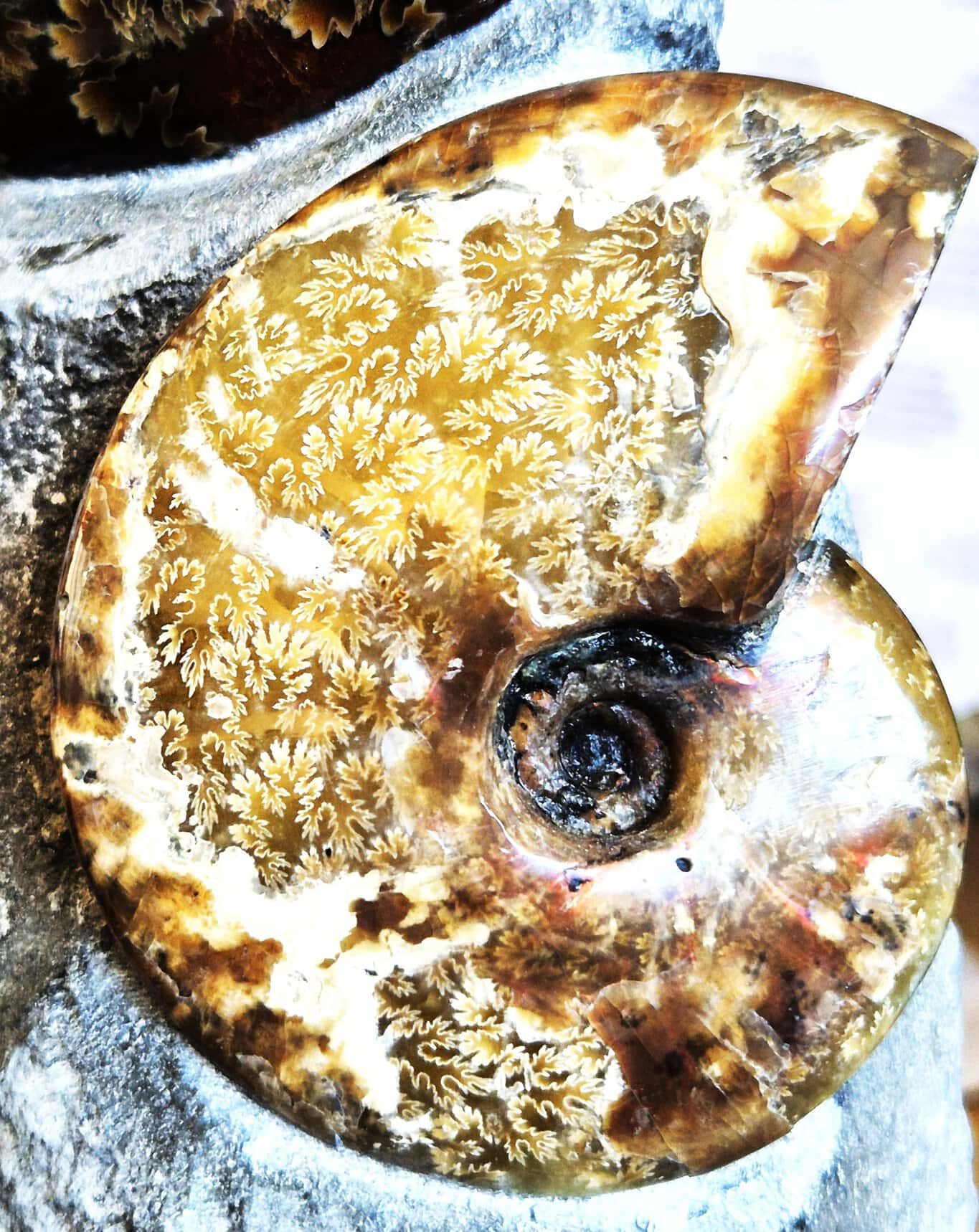 Cléoniceras polies1 – Image 2