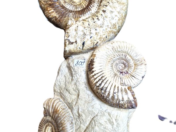 Périsphinctes ensemble