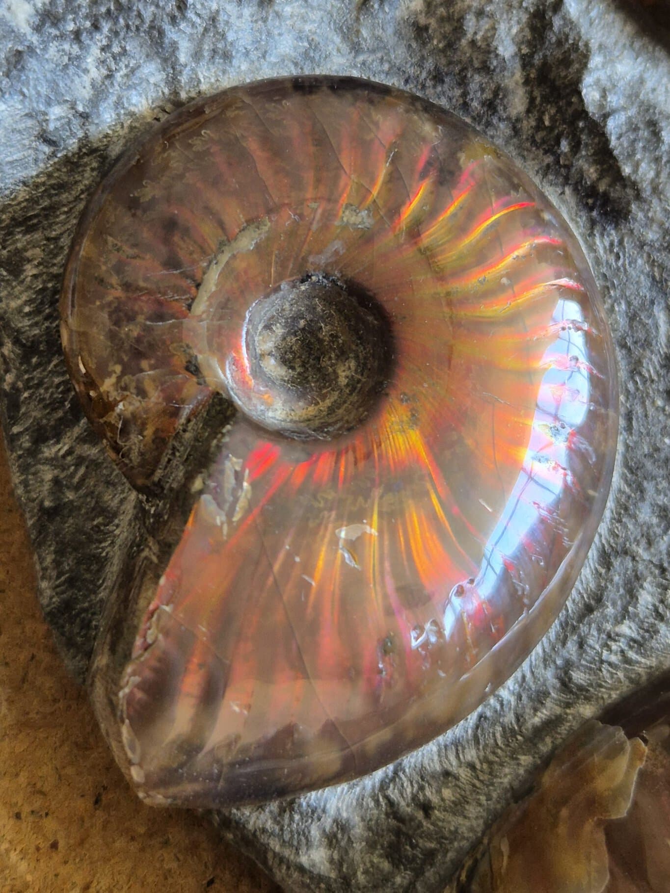 Cléoniceras nacrées Albien – Image 2