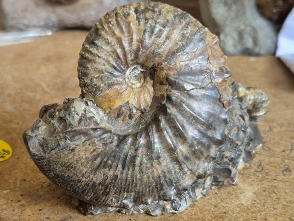 Hoploscaphites Dakota